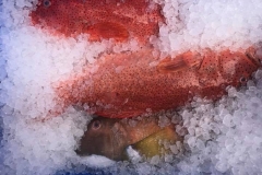 Fresh_fish_on_ice