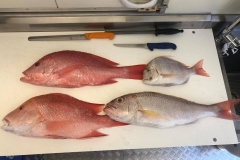 WA_Market_Fresh_Fish_on_the-_chopping_block_2